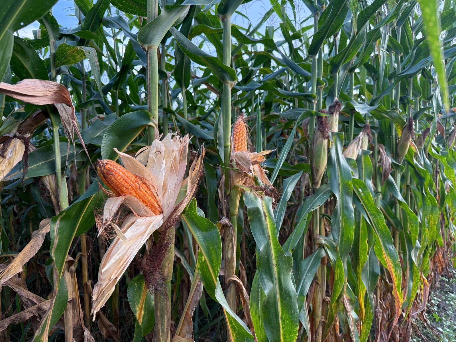 Mature corn ready for harvest