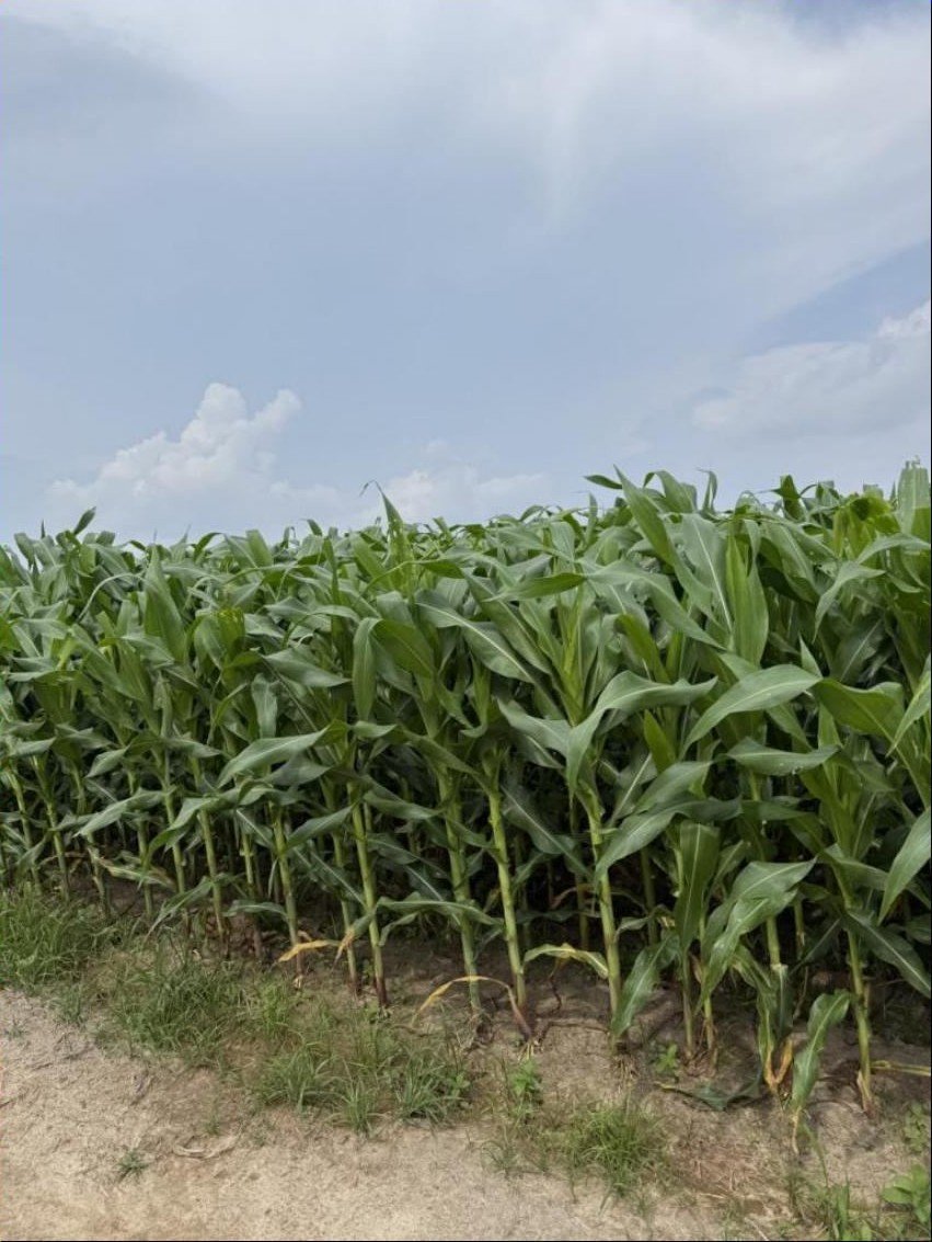 Corn at rapid growth stage